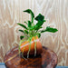 Pisces Enterprises One Only Terracotta Plant Pot with Anubias Petite Emerald Heart - One Only 💚 Terracotta Plant Pot with Anubias Nana - One Only - Scapeshop Australia