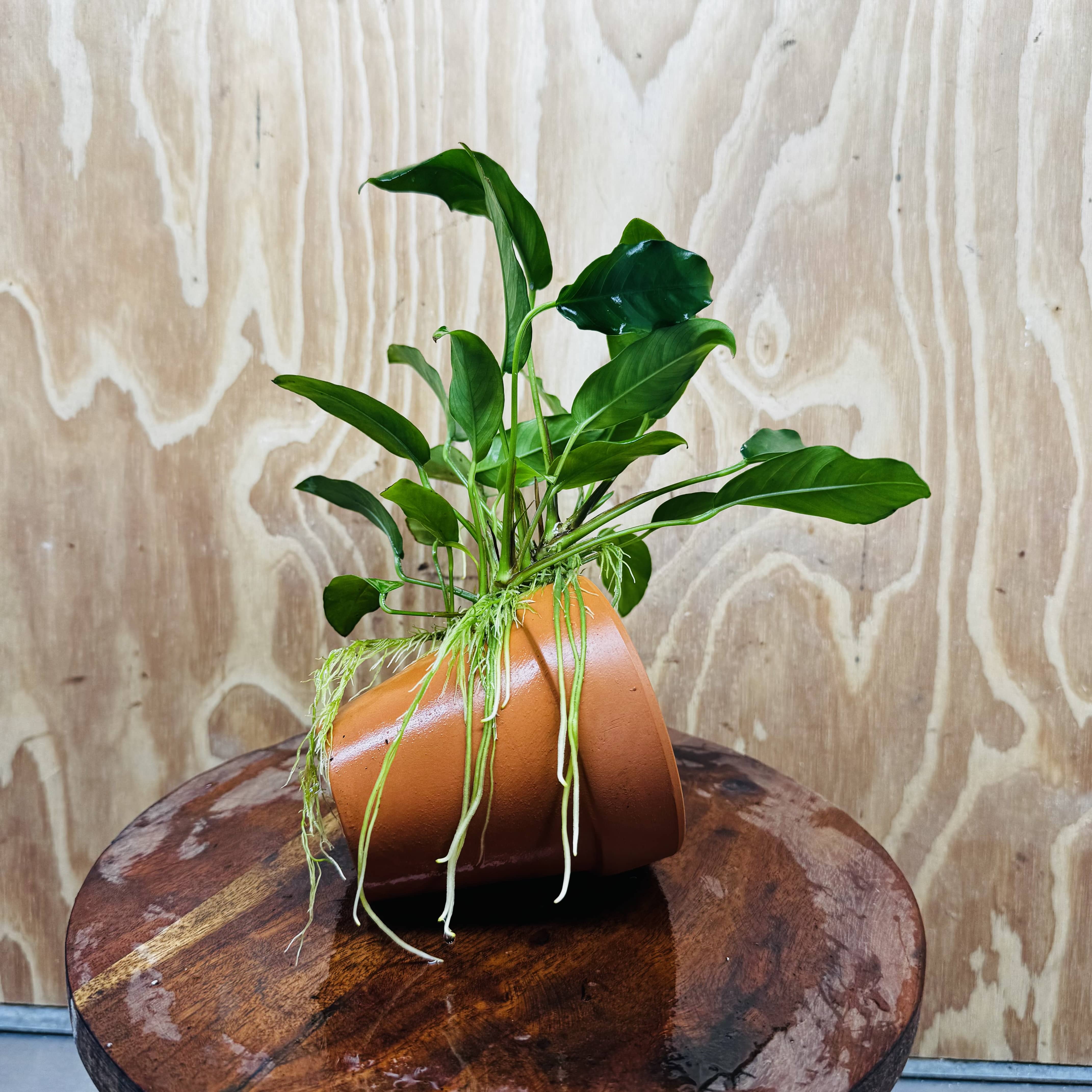 Pisces Enterprises One Only Terracotta Plant Pot with Anubias Petite Emerald Heart - One Only 💚 Terracotta Plant Pot with Anubias Nana - One Only - Scapeshop Australia
