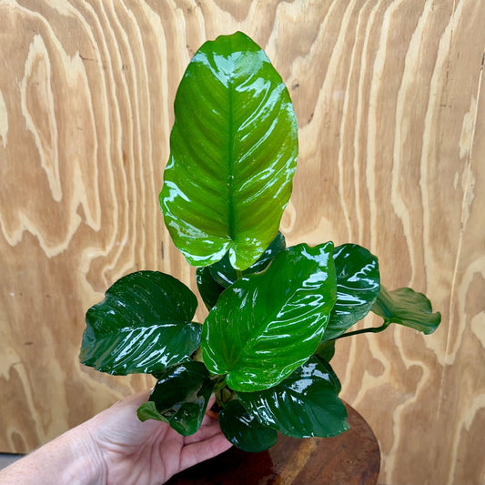 Scapeshop.com.au One Only Terracotta Pot Plant with Anubias Barteri - One Only Terracotta Pot Plant with Anubias Barteri - One Only