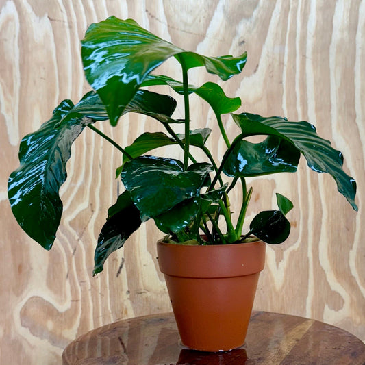 Scapeshop.com.au One Only Terracotta Pot Plant with Anubias Barteri - One Only Terracotta Pot Plant with Anubias Barteri - One Only
