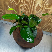 Scapeshop.com.au One Only Terracotta Pot Plant with Anubias Nana - One Only Terracotta Pot Plant with Anubias Nana - One Only