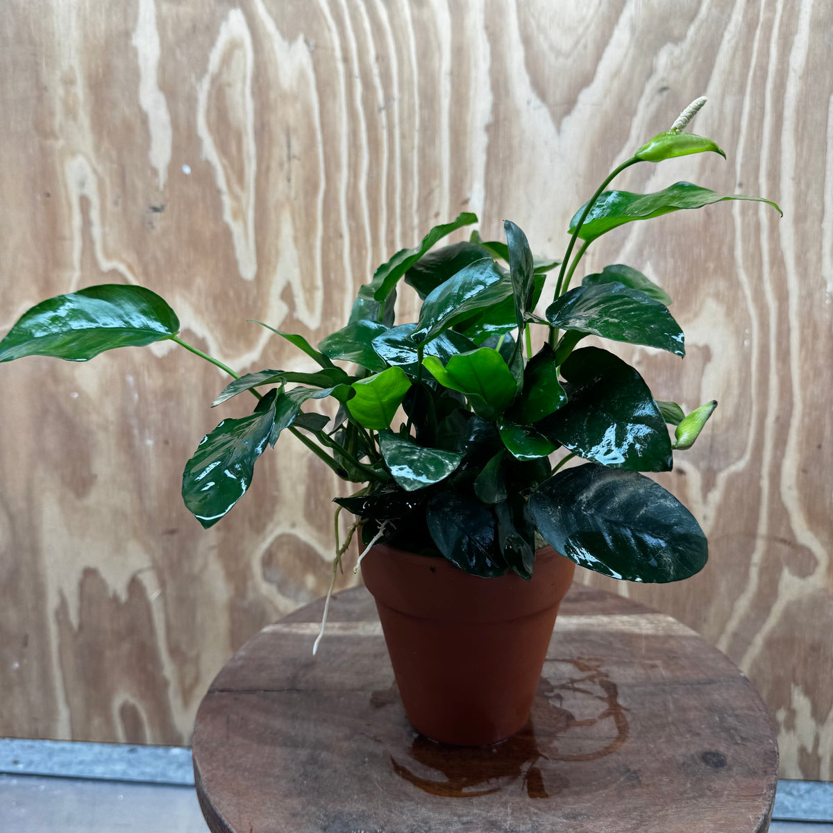 Scapeshop.com.au One Only Terracotta Pot Plant with Anubias Nana - One Only Terracotta Pot Plant with Anubias Nana - One Only
