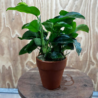 Scapeshop.com.au One Only Terracotta Pot Plant with Anubias Nana - One Only Terracotta Pot Plant with Anubias Nana - One Only