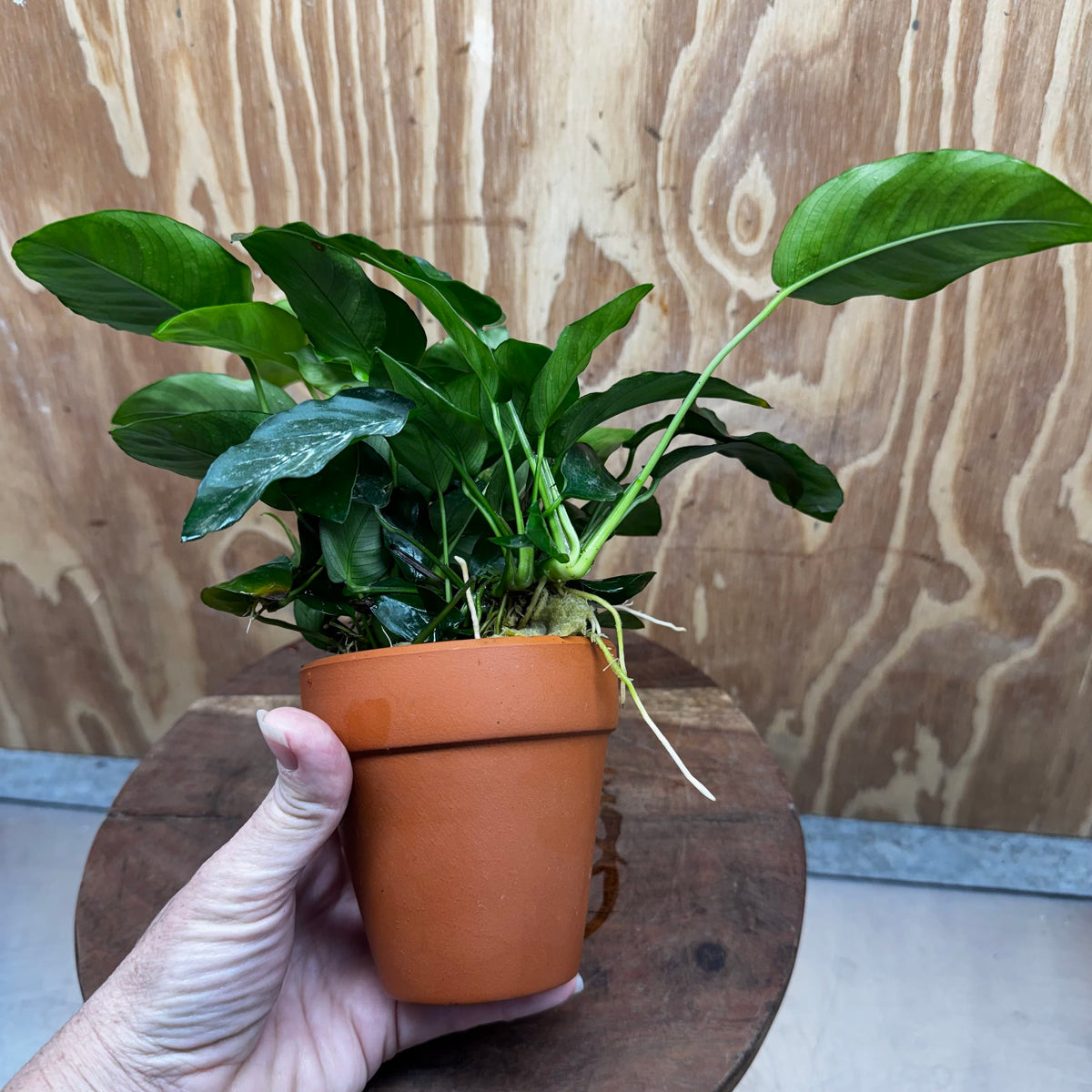Scapeshop.com.au One Only Terracotta Pot Plant with Anubias Nana - One Only Terracotta Pot Plant with Anubias Nana - One Only