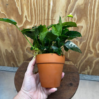 Scapeshop.com.au One Only Terracotta Pot Plant with Anubias Nana - One Only Terracotta Pot Plant with Anubias Nana - One Only
