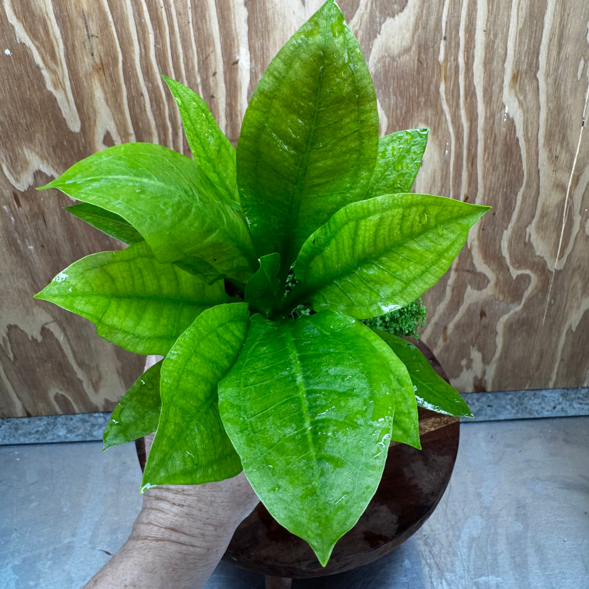 Scapeshop.com.au One Only Terracotta Pot Plant with Compact Bleheri Sword and Cuba Micrathemum - One Only Terracotta Pot Plant with Compact Bleheri Sword and Cuba Micrathemum - One Only