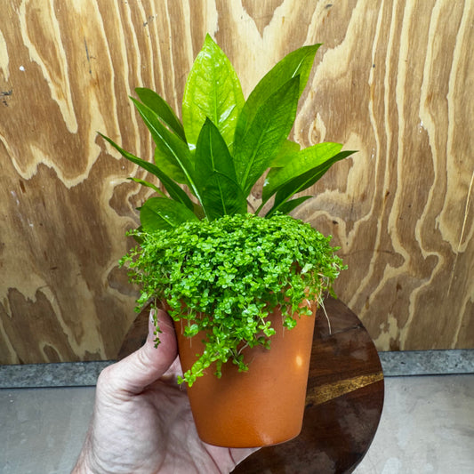 Scapeshop.com.au One Only Terracotta Pot Plant with Compact Bleheri Sword and Cuba Micrathemum - One Only Terracotta Pot Plant with Compact Bleheri Sword and Cuba Micrathemum - One Only