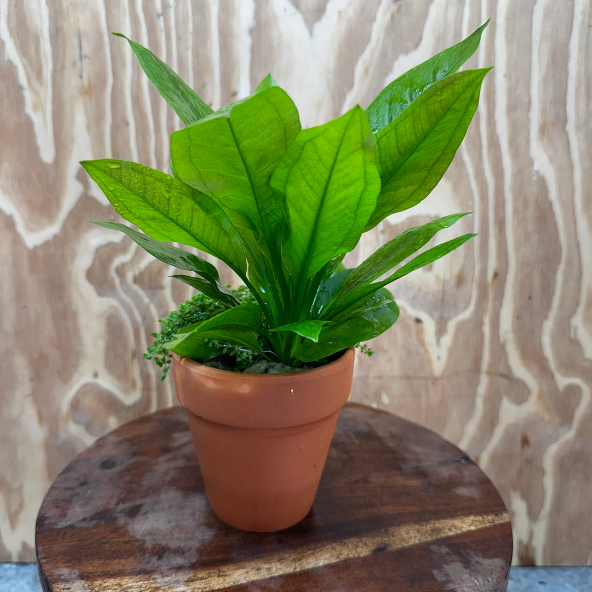 Scapeshop.com.au One Only Terracotta Pot Plant with Compact Bleheri Sword and Cuba Micrathemum - One Only Terracotta Pot Plant with Compact Bleheri Sword and Cuba Micrathemum - One Only