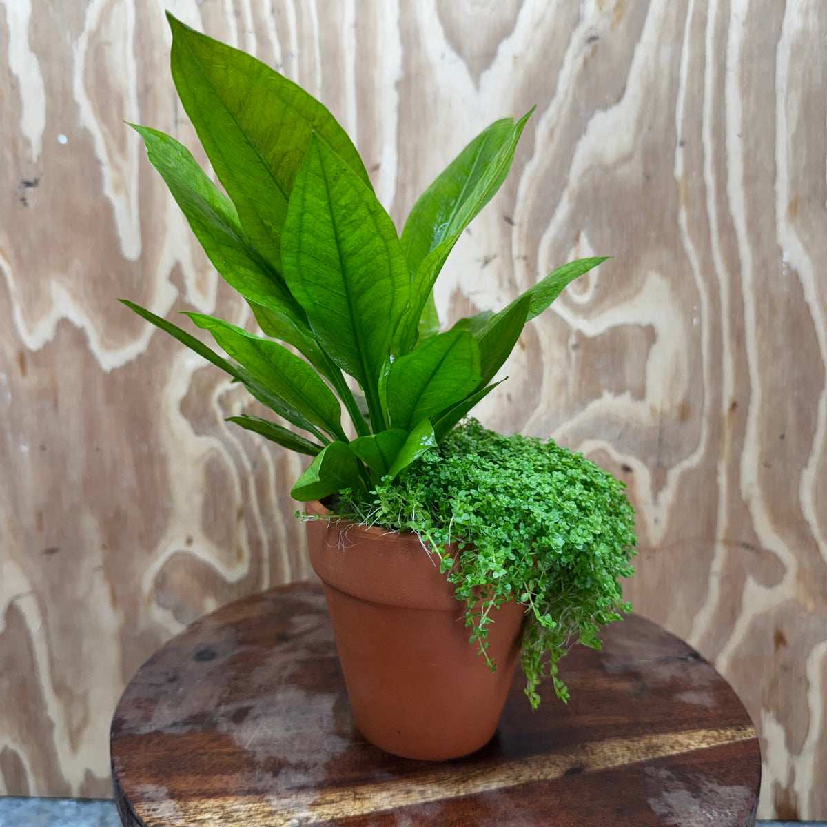 Scapeshop.com.au One Only Terracotta Pot Plant with Compact Bleheri Sword and Cuba Micrathemum - One Only Terracotta Pot Plant with Compact Bleheri Sword and Cuba Micrathemum - One Only