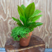 Scapeshop.com.au One Only Terracotta Pot Plant with Compact Bleheri Sword and Cuba Micrathemum - One Only Terracotta Pot Plant with Compact Bleheri Sword and Cuba Micrathemum - One Only