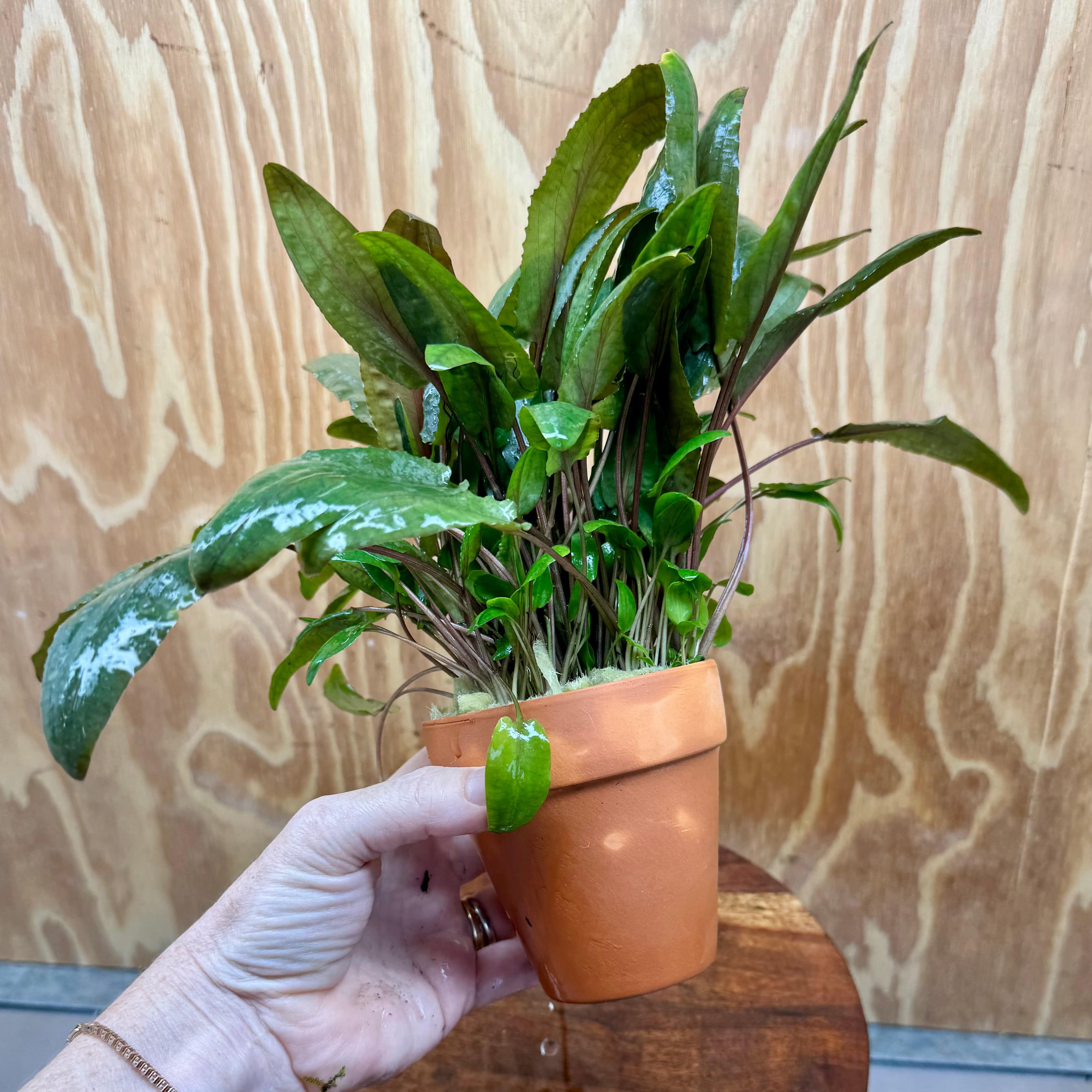 Scapeshop.com.au One Only Terracotta Pot Plant with Crypt Wendtii Tropica - One Only Terracotta Pot Plant with Crypt Wendtii Tropica - One Only