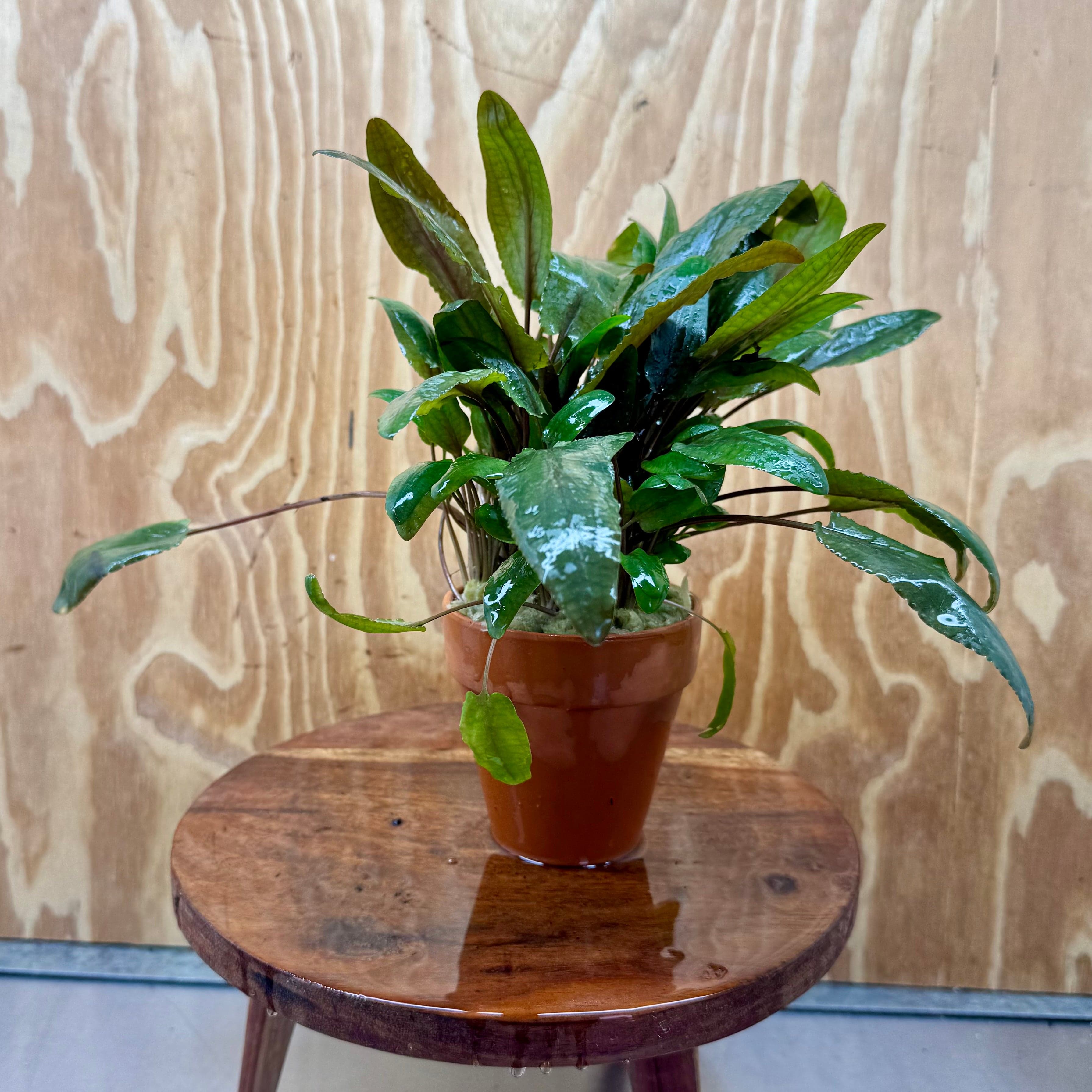 Scapeshop.com.au One Only Terracotta Pot Plant with Crypt Wendtii Tropica - One Only Terracotta Pot Plant with Crypt Wendtii Tropica - One Only
