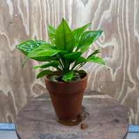 Scapeshop.com.au One Only Terracotta Pot Plant with Ech. Compact Bleheri Sword - One Only Terracotta Pot Plant with Ech. Compact Bleheri Sword - One Only