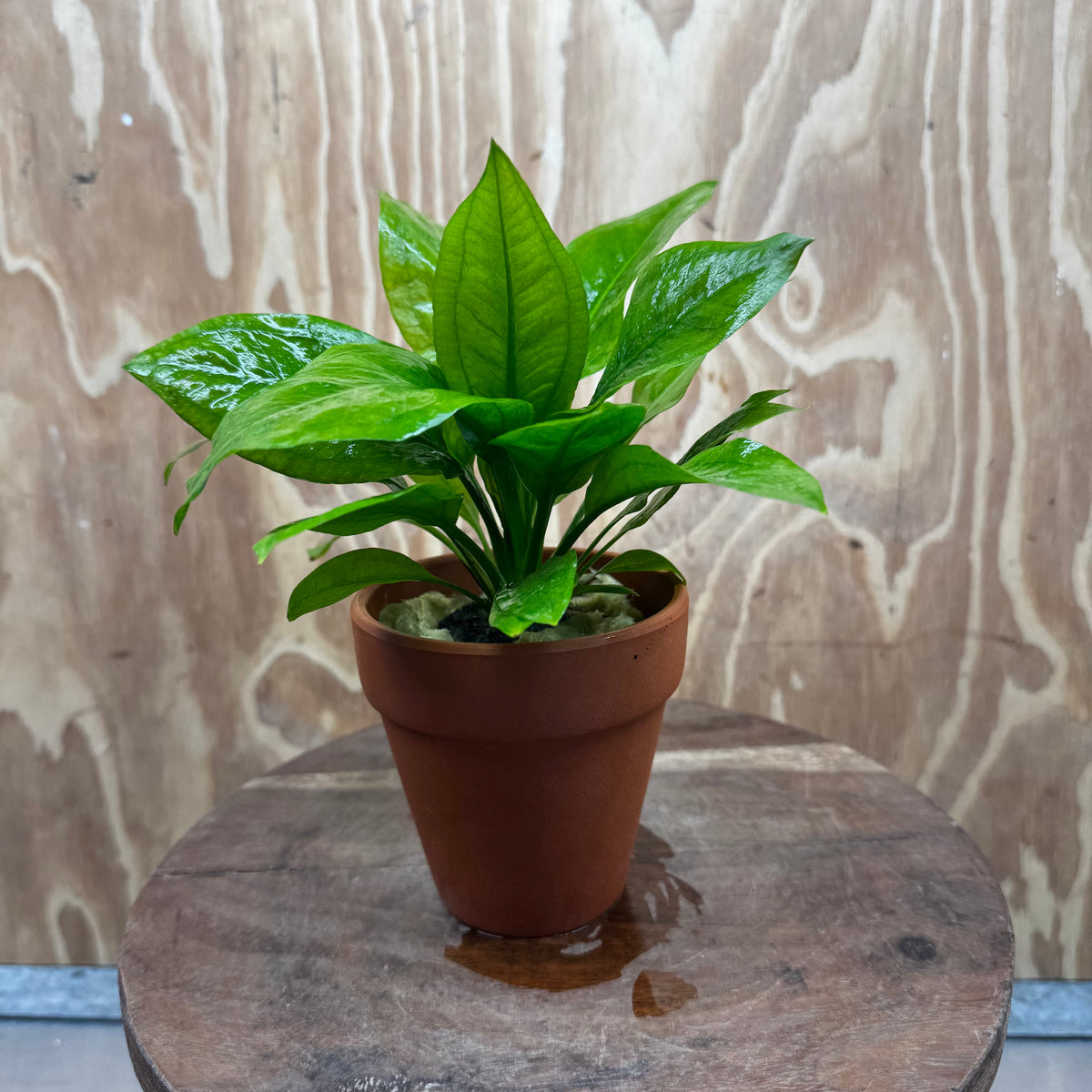 Scapeshop.com.au One Only Terracotta Pot Plant with Ech. Compact Bleheri Sword - One Only Terracotta Pot Plant with Ech. Compact Bleheri Sword - One Only