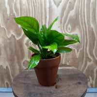 Scapeshop.com.au One Only Terracotta Pot Plant with Ech. Compact Bleheri Sword - One Only Terracotta Pot Plant with Ech. Compact Bleheri Sword - One Only