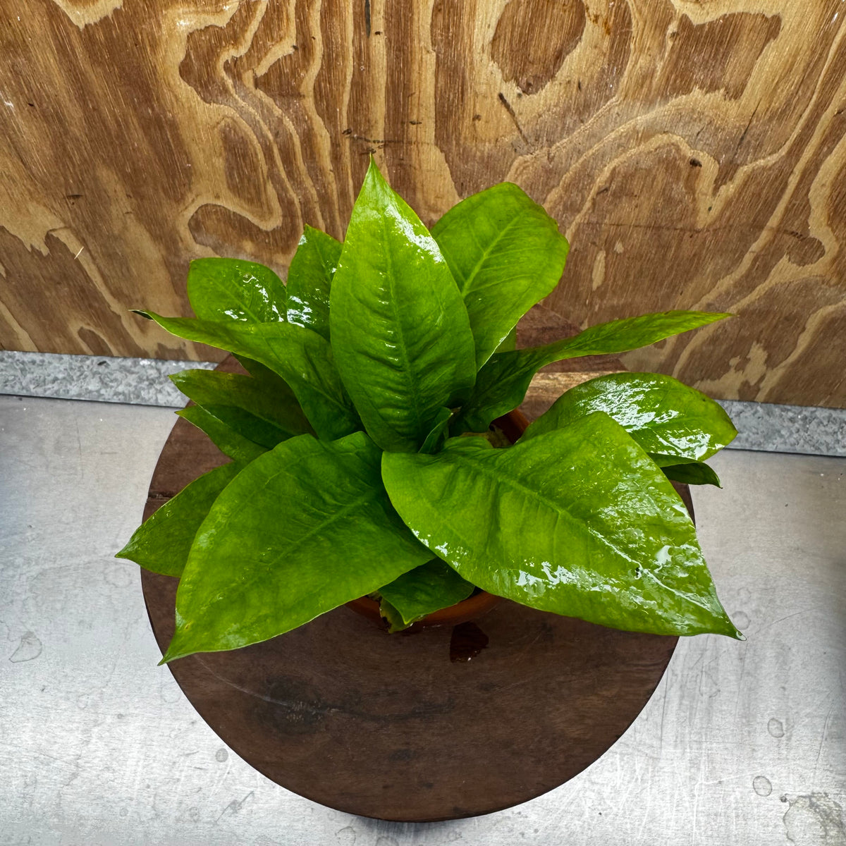 Scapeshop.com.au One Only Terracotta Pot Plant with Ech. Compact Bleheri Sword - One Only Terracotta Pot Plant with Ech. Compact Bleheri Sword - One Only