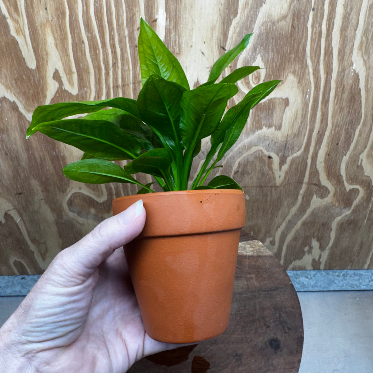 Scapeshop.com.au One Only Terracotta Pot Plant with Ech. Compact Bleheri Sword - One Only Terracotta Pot Plant with Ech. Compact Bleheri Sword - One Only