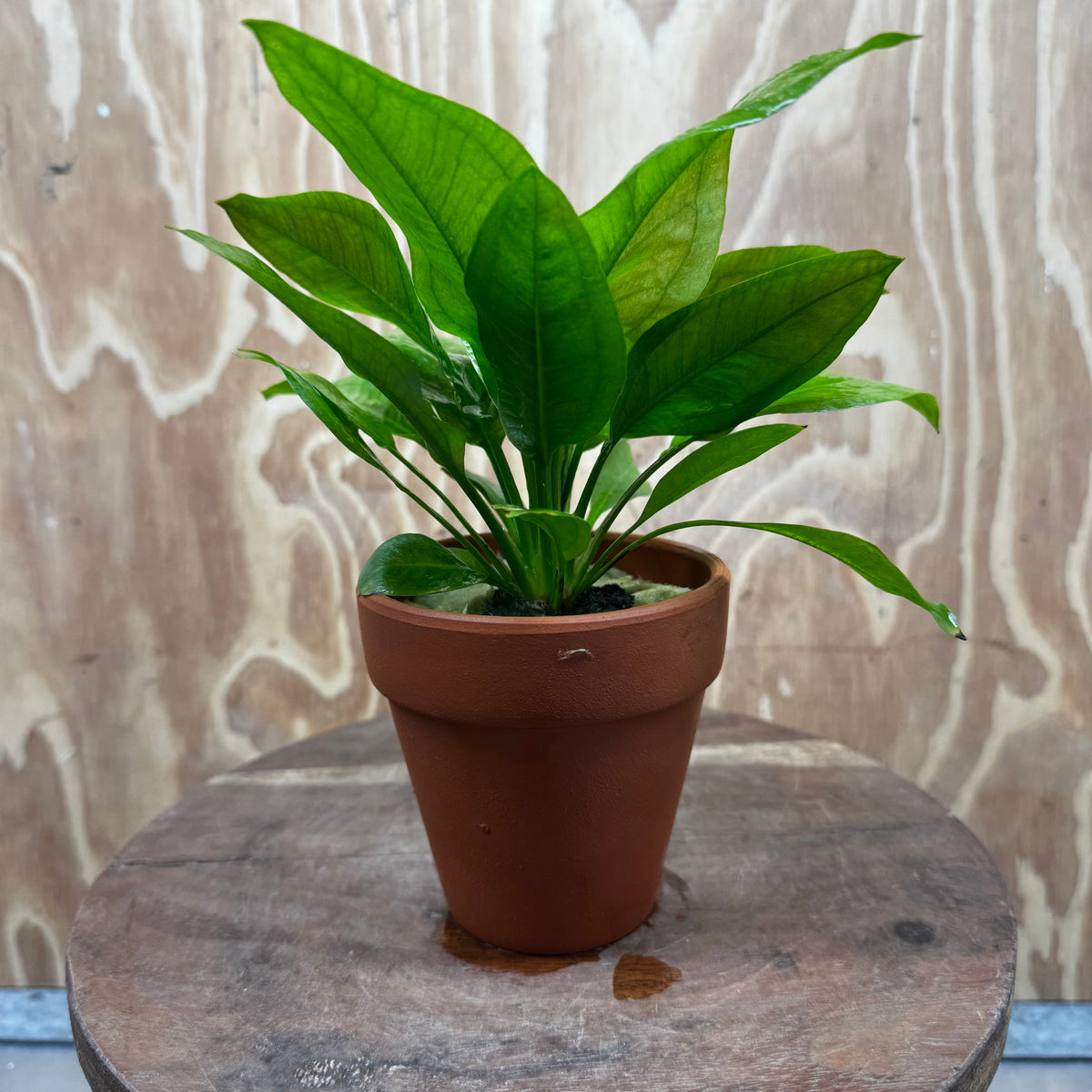 Scapeshop.com.au One Only Terracotta Pot Plant with Ech. Compact Bleheri Sword - One Only Terracotta Pot Plant with Ech. Compact Bleheri Sword - One Only