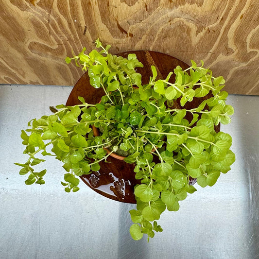 Scapeshop.com.au One Only Terracotta Pot Plant with Gold Pennywort - One Only Terracotta Pot Plant with Gold Pennywort - One Only