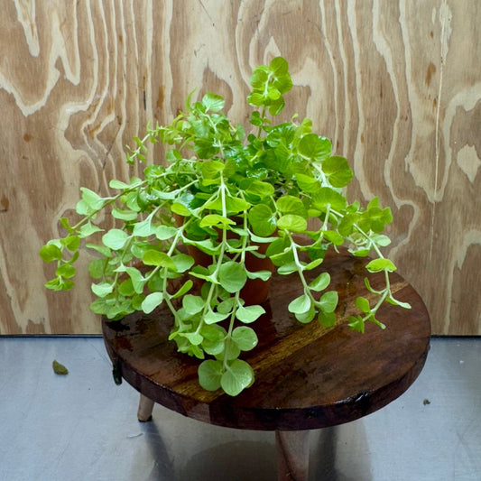 Scapeshop.com.au One Only Terracotta Pot Plant with Gold Pennywort - One Only Terracotta Pot Plant with Gold Pennywort - One Only