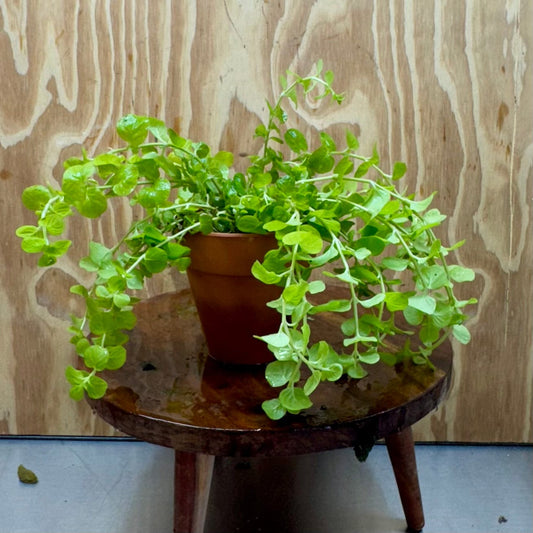 Scapeshop.com.au One Only Terracotta Pot Plant with Gold Pennywort - One Only Terracotta Pot Plant with Gold Pennywort - One Only