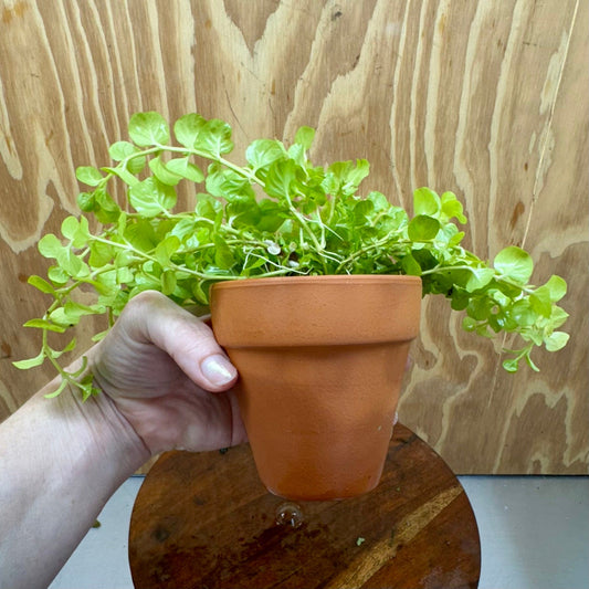 Scapeshop.com.au One Only Terracotta Pot Plant with Gold Pennywort - One Only Terracotta Pot Plant with Gold Pennywort - One Only