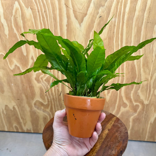 Scapeshop.com.au One Only Terracotta Pot Plant with "Indo" Microsorum (Java Fern) - One Only Terracotta Pot Plant with "Indo" Microsorum (Java Fern) - One Only