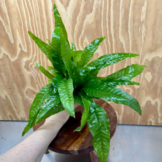 Scapeshop.com.au One Only Terracotta Pot Plant with "Indo" Microsorum (Java Fern) - One Only Terracotta Pot Plant with "Indo" Microsorum (Java Fern) - One Only