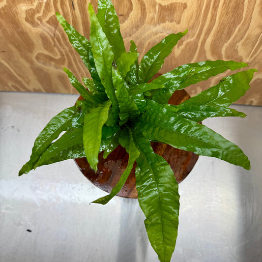 Scapeshop.com.au One Only Terracotta Pot Plant with "Indo" Microsorum (Java Fern) - One Only Terracotta Pot Plant with "Indo" Microsorum (Java Fern) - One Only