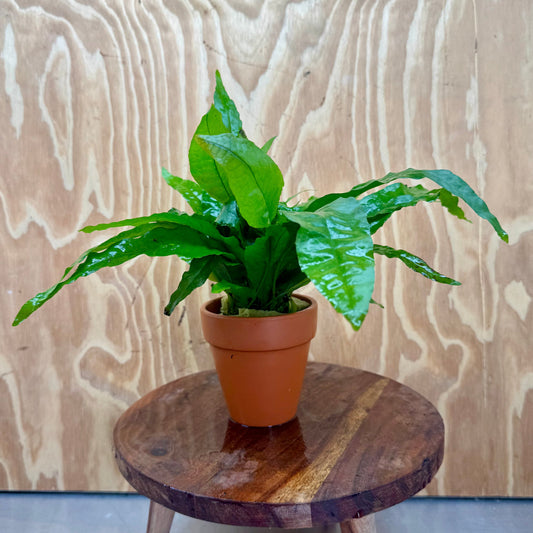 Scapeshop.com.au One Only Terracotta Pot Plant with "Indo" Microsorum (Java Fern) - One Only Terracotta Pot Plant with "Indo" Microsorum (Java Fern) - One Only