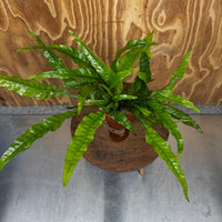 Scapeshop.com.au One Only Terracotta Pot Plant with Java Fern (Microsorum) - One Only Terracotta Pot Plant with Java Fern (Microsorum) - One Only