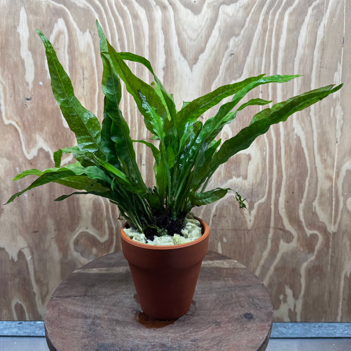 Scapeshop.com.au One Only Terracotta Pot Plant with Java Fern (Microsorum) - One Only Terracotta Pot Plant with Java Fern (Microsorum) - One Only
