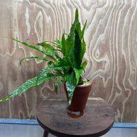 Scapeshop.com.au One Only Terracotta Pot Plant with Java Fern (Microsorum) - One Only Terracotta Pot Plant with Java Fern (Microsorum) - One Only