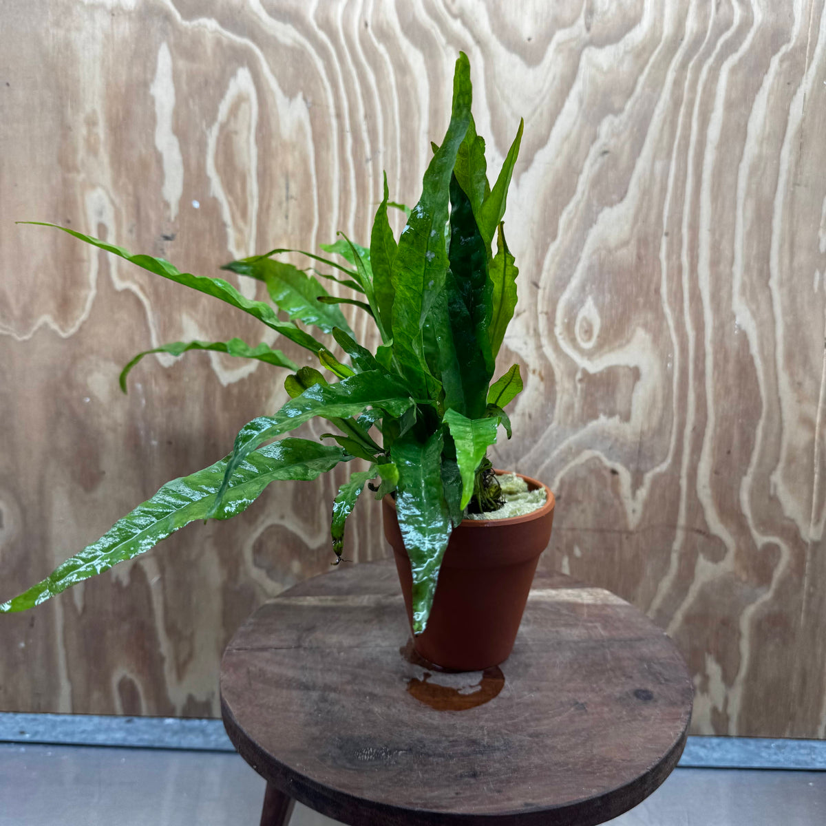 Scapeshop.com.au One Only Terracotta Pot Plant with Java Fern (Microsorum) - One Only Terracotta Pot Plant with Java Fern (Microsorum) - One Only
