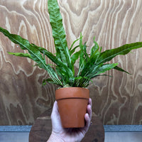Scapeshop.com.au One Only Terracotta Pot Plant with Java Fern (Microsorum) - One Only Terracotta Pot Plant with Java Fern (Microsorum) - One Only