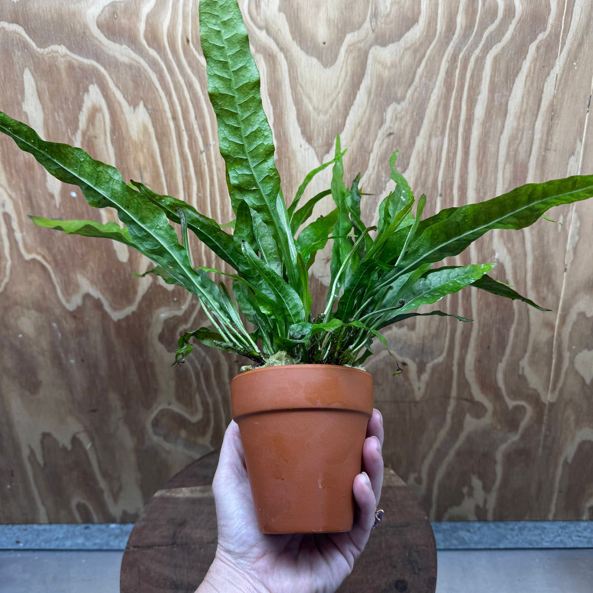 Scapeshop.com.au One Only Terracotta Pot Plant with Java Fern (Microsorum) - One Only Terracotta Pot Plant with Java Fern (Microsorum) - One Only