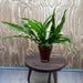Scapeshop.com.au One Only Terracotta Pot Plant with Java Fern (Microsorum) - One Only Terracotta Pot Plant with Java Fern (Microsorum) - One Only