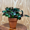 Scapeshop.com.au One Only Terracotta Pot Plant with Lobelia Cardinals - One Only Terracotta Pot Plant with Lobelia Cardinals - One Only