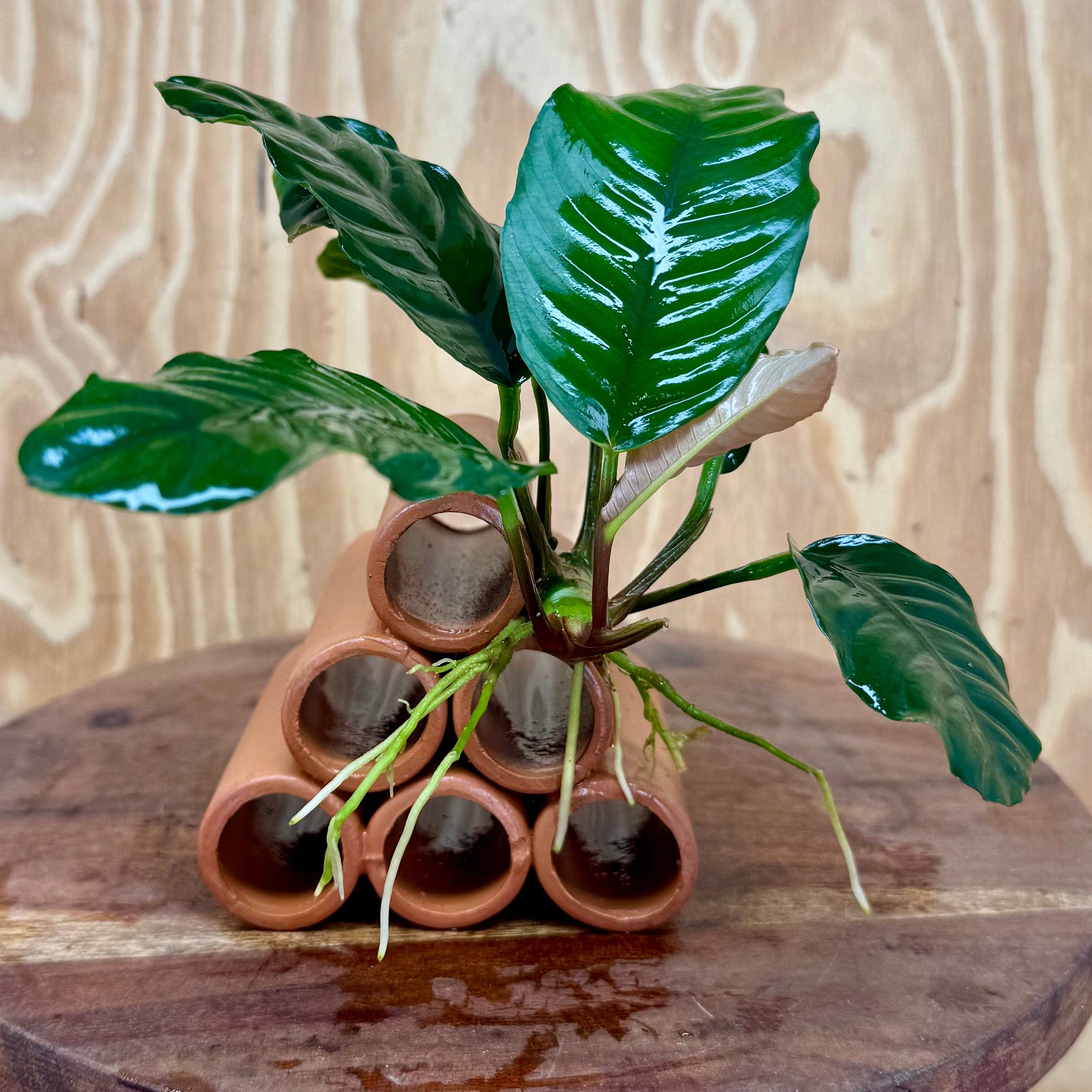 Pisces Enterprises One Only Terracotta Shrimp Tubes with Anubias Coffeefolia - one only - Fancy Terracotta Shrimp Tubes with Anubias Coffeefolia - one only - Fancy
