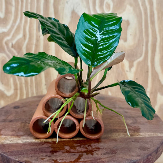 Pisces Enterprises One Only Terracotta Shrimp Tubes with Anubias Coffeefolia - one only - Fancy Terracotta Shrimp Tubes with Anubias Coffeefolia - one only - Fancy