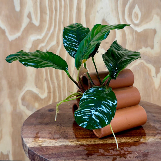 Pisces Enterprises One Only Terracotta Shrimp Tubes with Anubias Coffeefolia - one only - Fancy Terracotta Shrimp Tubes with Anubias Coffeefolia - one only - Fancy