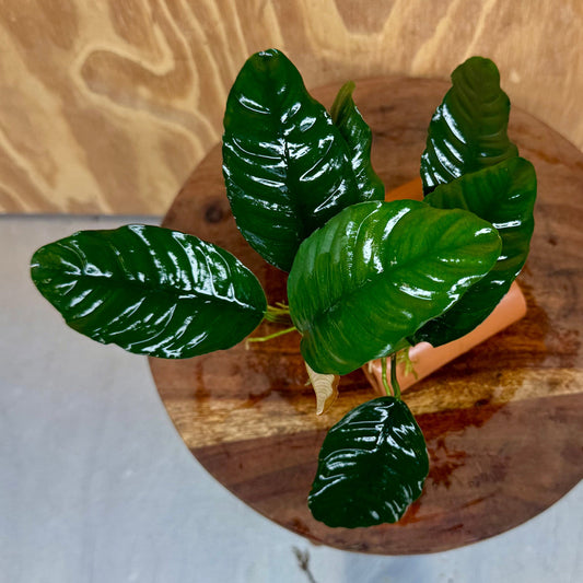 Pisces Enterprises One Only Terracotta Shrimp Tubes with Anubias Coffeefolia - one only - Fancy Terracotta Shrimp Tubes with Anubias Coffeefolia - one only - Fancy