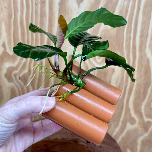Pisces Enterprises One Only Terracotta Shrimp Tubes with Anubias Coffeefolia - one only - Fancy Terracotta Shrimp Tubes with Anubias Coffeefolia - one only - Fancy