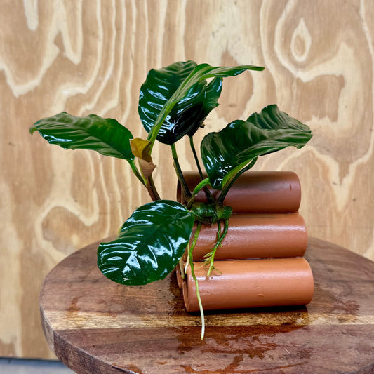 Pisces Enterprises One Only Terracotta Shrimp Tubes with Anubias Coffeefolia - one only - Fancy Terracotta Shrimp Tubes with Anubias Coffeefolia - one only - Fancy