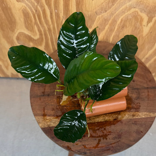 Pisces Enterprises One Only Terracotta Shrimp Tubes with Anubias Coffeefolia - one only - Fancy Terracotta Shrimp Tubes with Anubias Coffeefolia - one only - Fancy