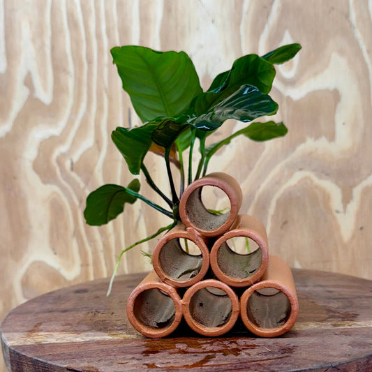Pisces Enterprises One Only Terracotta Shrimp Tubes with Anubias Coffeefolia - one only - Fancy Terracotta Shrimp Tubes with Anubias Coffeefolia - one only - Fancy