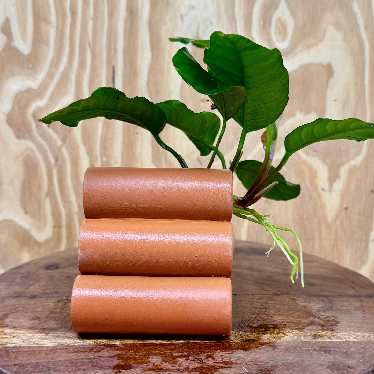Pisces Enterprises One Only Terracotta Shrimp Tubes with Anubias Coffeefolia - one only - Fancy Terracotta Shrimp Tubes with Anubias Coffeefolia - one only - Fancy