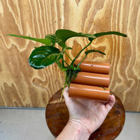 Pisces Enterprises One Only Terracotta Shrimp Tubes with Anubias Jenny - one only - Awesome Terracotta Shrimp Tubes with Anubias Jenny - one only - Awesome