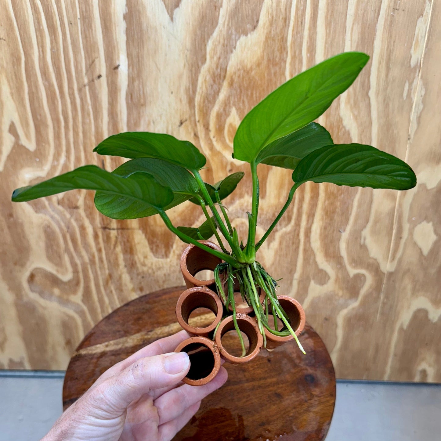 Pisces Enterprises One Only Terracotta Shrimp Tubes with Anubias Jenny - one only - Awesome Terracotta Shrimp Tubes with Anubias Jenny - one only - Awesome