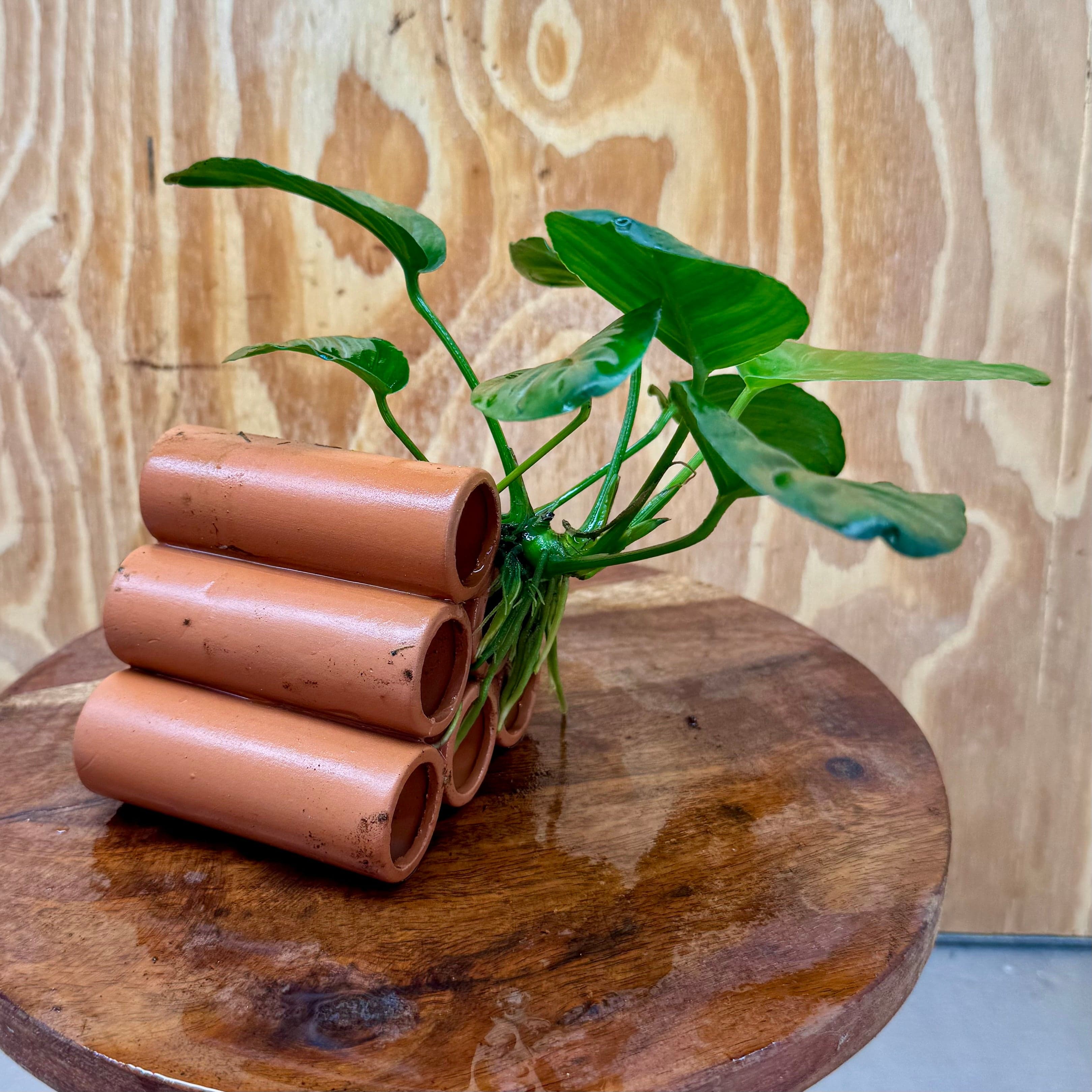 Pisces Enterprises One Only Terracotta Shrimp Tubes with Anubias Jenny - one only - Awesome Terracotta Shrimp Tubes with Anubias Jenny - one only - Awesome